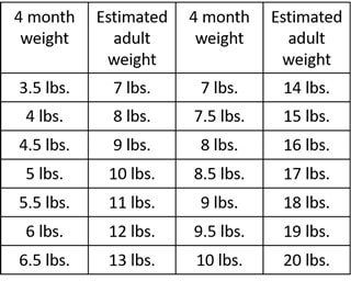 Shih Tzu Growth Chart B