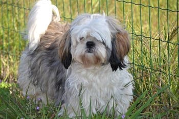 shih-tzu-haircut-teddy-bear-full-bangs