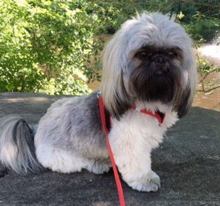 shih tzu, full head, on harness