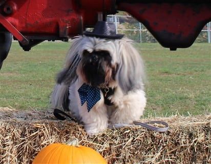 Shih Tzu at fund raiser, Halloween hat
