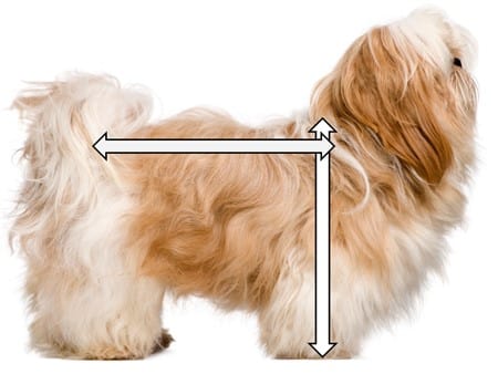 shih-tzu-height-length-ratio