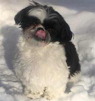 Shih Tzu outside in wintertime snow