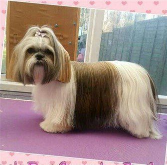 shih-tzu-long-coat-pic2