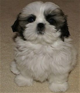 Shih-tzu-Maggie-puppy-pic