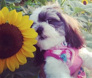 Shih Tzu near sunflower