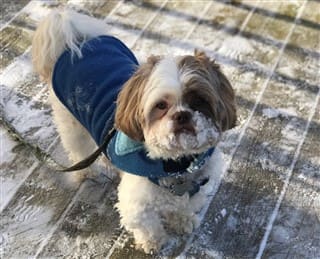 Shih Tzu outside in the winter