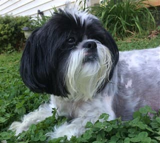 Shih Tzu outside on grass