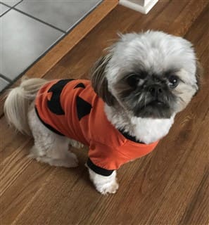Shih Tzu pumpkin shirt