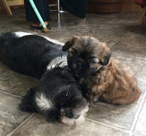 shih-tzu-pup-pic-1-brown-