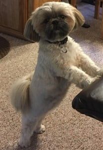 Shih Tzu black tipped hairs now gone- pic 2