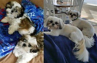 Shih Tzu puppy growth comparison