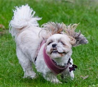 Shih Tzu dog running around