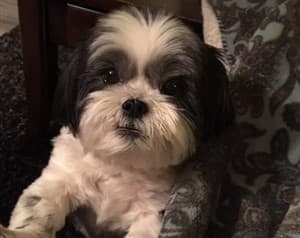 Shih Tzu senior dog at 11 years old