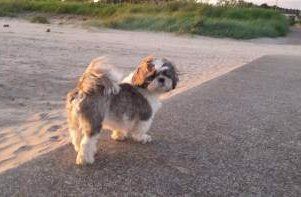 Shih Tzu tail curls over back