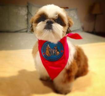 Shih Tzu Therapy Dog - Male