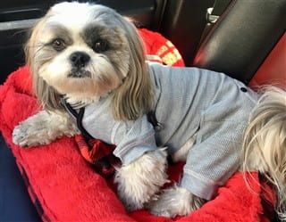 shih-tzu-wearing-pajamas