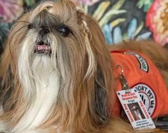 Shih Tzu Medical Alert Dog