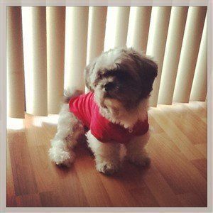 Shih Tzu wearing shirt, red