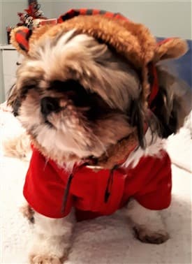 shih-tzu-wearing-winter-coat