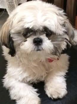 Shih Tzu white and grey