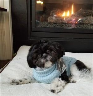 Shih Tzu winter care, snuggling up by the fire
