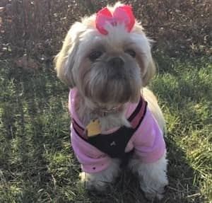 Shih Tzu with warm jacket, pink