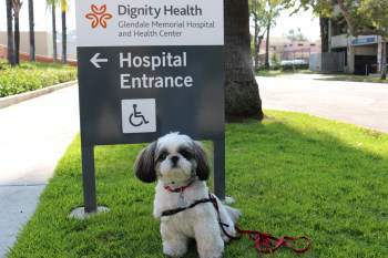 Shih Tzu working as therapy dog