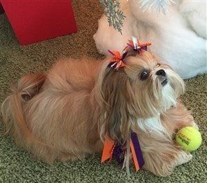 shih-tzy-3-4-hair-cut.