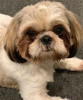 Shih Tzu adult color