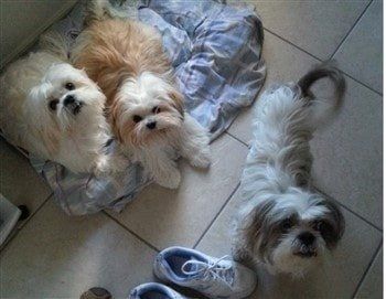 shihtzu-haircut-moderate-long