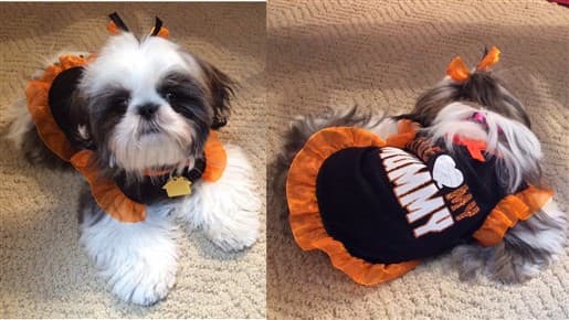 shihtzu-in-costume-003