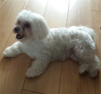 Shih Tzu Maltese mixed dog