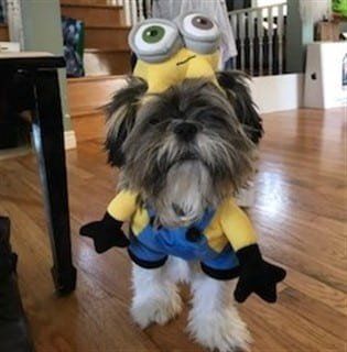 Shih Tzu in Minion costume