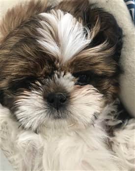 Shih Tzu puppy color