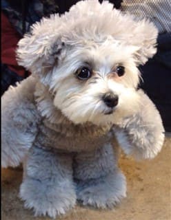 Shih Tzu Teddy Bear costume