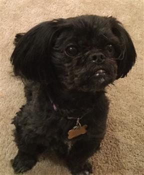 Black Shih Tzu, no markings