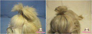 Final step putting bow on Shih Tzu