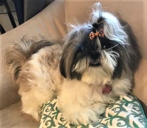 tri colored Shih Tzu dog