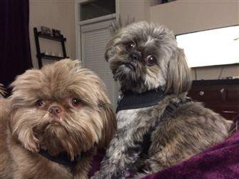 two Shih Tzu wearing harnesses