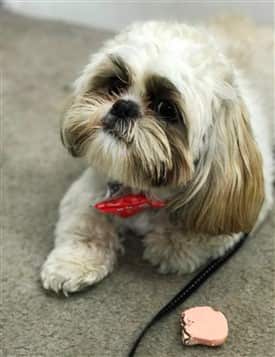 Very cute Shih Tzu dog