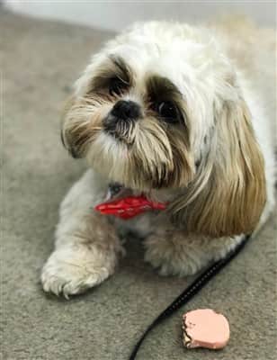 Very cute Shih Tzu