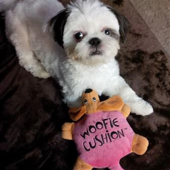white shih tzu coat with black ears