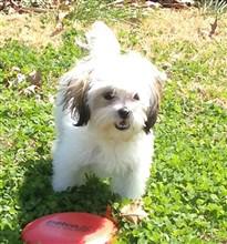 white shih tzu pup 