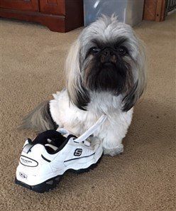 white-gray-black-tri-color-shih-tzu