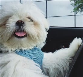 White Shih Tzu dog