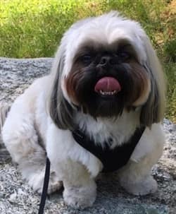 white tri color Shih Tzu dog