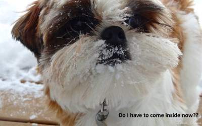 Winter exercise for Shih Tzu
