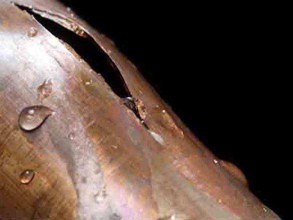 pipe repair plumber Close-up of a pearlescent seashell edge with a crack, water droplets clinging to the surface, black background.