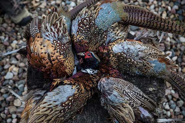 Pheasants