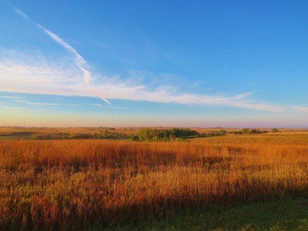 A field of tall grass with a blue sky in the background.